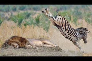 POWERFUL KICK OF ZEBRA TO LIONESS TO DEFEND ANOTHER ZEBRA