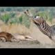 POWERFUL KICK OF ZEBRA TO LIONESS TO DEFEND ANOTHER ZEBRA