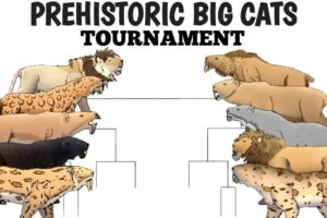 PREHISTORIC BIG CATS TOURNAMENT - ANIMATION