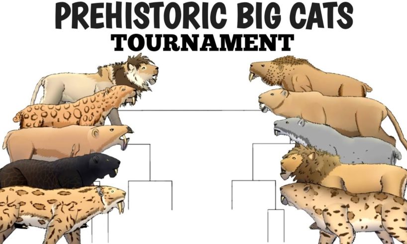 PREHISTORIC BIG CATS TOURNAMENT - ANIMATION