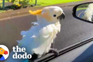 Parrot Loves To 'Surf' On His Dad's Car Window | The Dodo