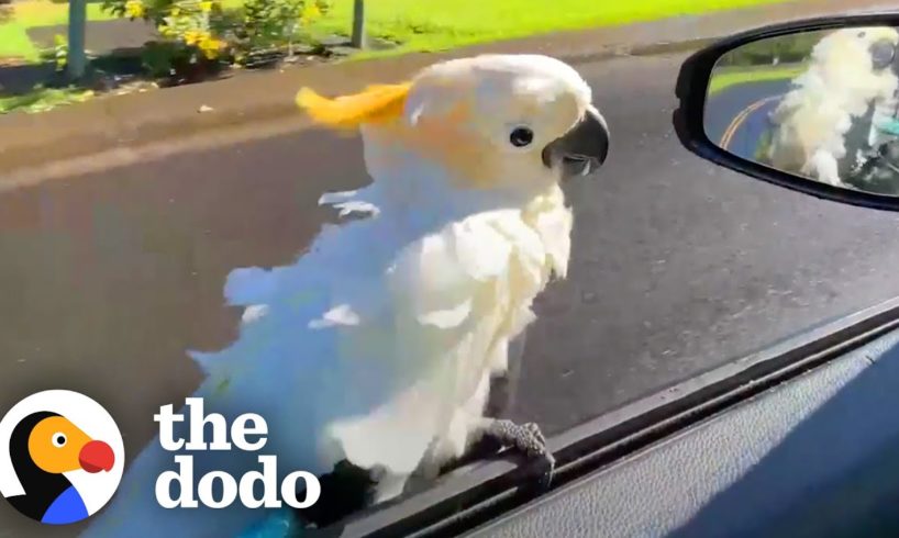 Parrot Loves To 'Surf' On His Dad's Car Window | The Dodo