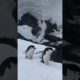 Penguin Best Friends Playing 🥹 #penguin #animals #cute #sia #friends