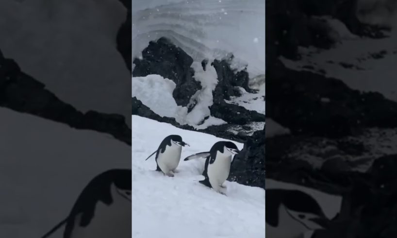 Penguin Best Friends Playing 🥹 #penguin #animals #cute #sia #friends
