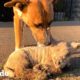 Pequeño cordero se enamora de un perro alfa | Parejas Disparejas | El Dodo