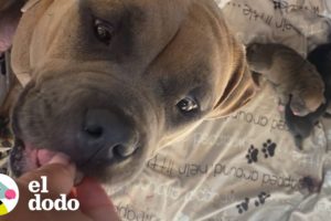 Perrita mamá asustada es rescatada justo a tiempo para tener a sus bebés | ¡Adóptame! | El Dodo