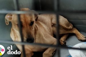Perro callejero tuvo un frasco atascado en la cabeza durante semanas | El Dodo