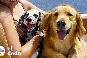 Perro con síndrome de hijo único no está entusiasmado con la su nueva hermana... | El Dodo