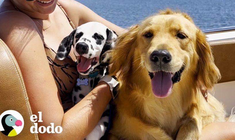 Perro con síndrome de hijo único no está entusiasmado con la su nueva hermana... | El Dodo