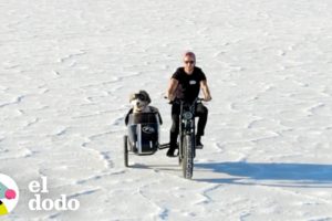 Perro de 75 libras es el bebé de este chico | El Dodo