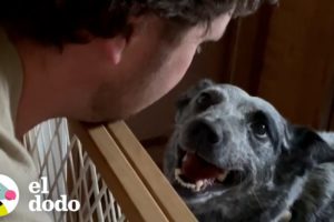 Perro que jugaba a buscar objetos queda paralizado de repente | Dodo Héroes | El Dodo