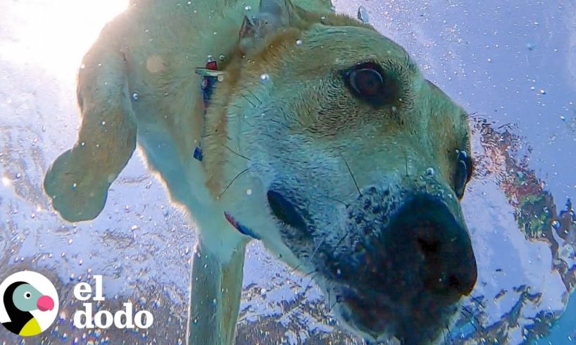 Perro se sumerge hasta el fondo de la piscina en busca de su ladrillo favorito | El Dodo