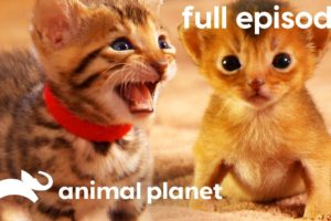 Persian, Bengal, and Abyssinian Kittens | Too Cute! (Full Episode)