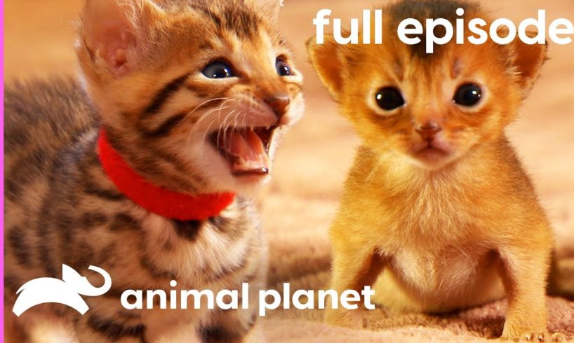 Persian, Bengal, and Abyssinian Kittens | Too Cute! (Full Episode)