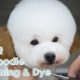 Pet Grooming - Cutest Puppy Toy Poodle Grooming & Hair Dye