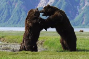 Photographer captures intense battle between 2 HUGE ferocious bears