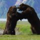 Photographer captures intense battle between 2 HUGE ferocious bears