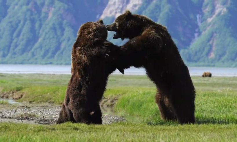 Photographer captures intense battle between 2 HUGE ferocious bears