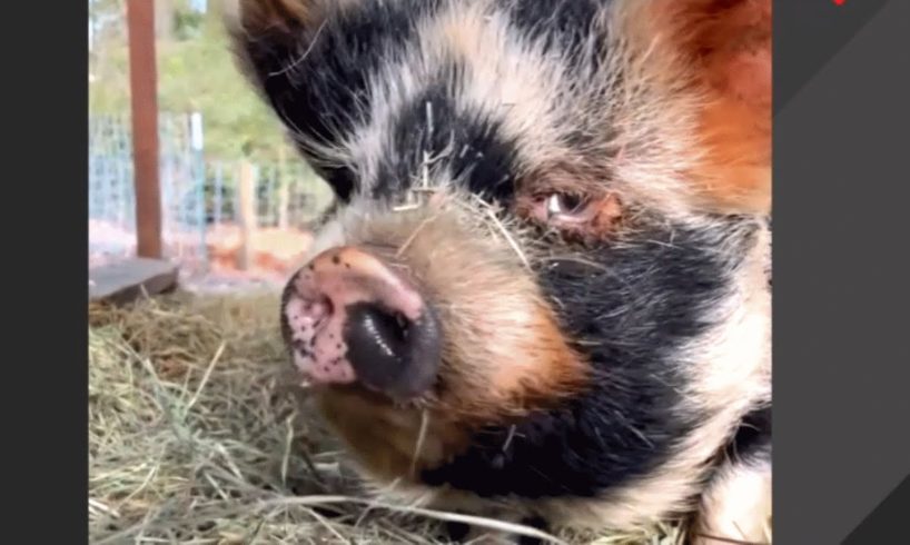 Pig with human-like eyes was dumped for heartbreaking reason