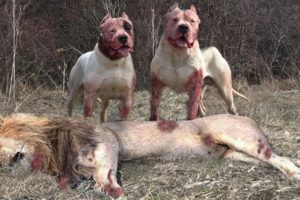 Pitbull VS Lion - Best Lion VS Trained Pitbull Real Fight Video Ever - Blondi Foks