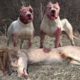 Pitbull VS Lion - Best Lion VS Trained Pitbull Real Fight Video Ever - Blondi Foks