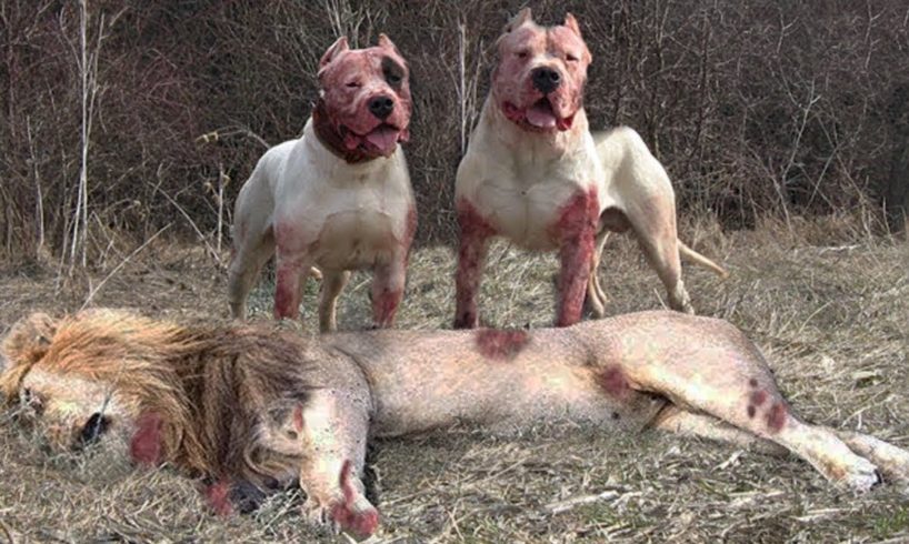 Pitbull VS Lion - Best Lion VS Trained Pitbull Real Fight Video Ever - Blondi Foks