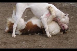 Pitbull and Street Dog Fight