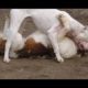 Pitbull and Street Dog Fight