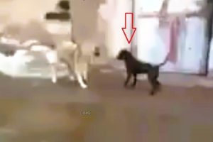 Pitbull attacks the wrong dog (Kangal) and pays the price!!!