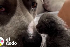 Pitbull de 120 libras se convierte en papá de unos gatitos de 3 días | Parejas Disparejas | El Dodo