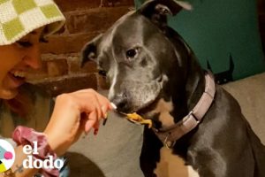 Pitbull encontrada en un basurero celebra su primera Navidad | ¡Adóptame! | El Dodo