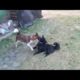 Playing Dogs | Animals TV