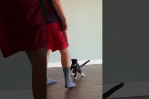 Playing Kitten Attacks My Feet #animals #cat #kitten