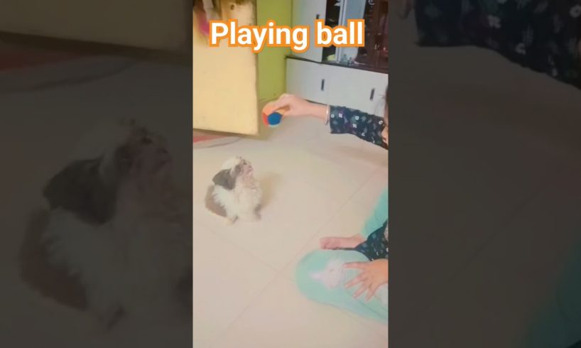 Playing with the ball is our fav game #cats #cat #dog #animals #pets #kitten#new #video #love #like
