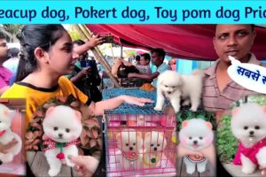 Pomeranian dog price in India | Teacup dog price in India | Pokert dog price in India | Cheapest Dog