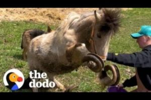 Pony Is Thrilled To Have Her Overgrown Hooves Finally Cut | The Dodo