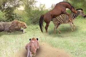 Poor Wild Horse! Leopard vs Lion Hunting Wild Horses In Their Territory- What Happens Next?