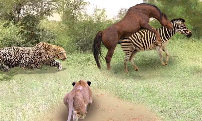 Poor Wild Horse! Leopard vs Lion Hunting Wild Horses In Their Territory- What Happens Next?