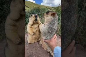 Prairie dog is cute bobak marmot wild animals capybara