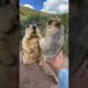Prairie dog is cute bobak marmot wild animals capybara
