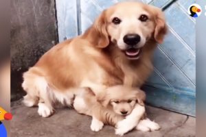 Protective Dog Dad Won't Let Anyone Near His Puppy | The Dodo