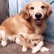 Protective Dog Dad Won't Let Anyone Near His Puppy | The Dodo