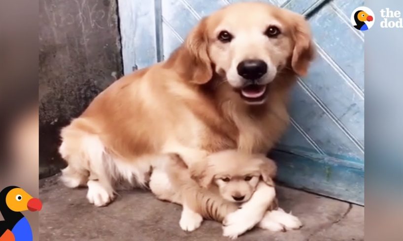Protective Dog Dad Won't Let Anyone Near His Puppy | The Dodo