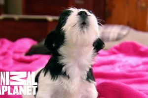 Puppies and Kittens Squeak to Silent Night | Too Cute!