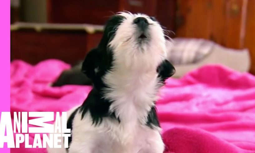 Puppies and Kittens Squeak to Silent Night | Too Cute!