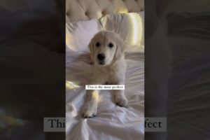 Puppies are the most perfect beings! Ft- kodathegoldenlife