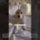 Puppies are the most perfect beings! Ft- kodathegoldenlife