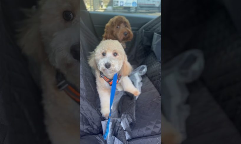 Puppies' behavior after grooming [Part 2] | #puppy