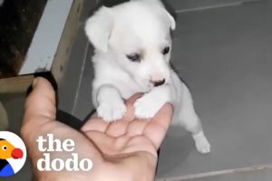 Puppy Left Outside Supermarket Is So Happy Someone Came Along | The Dodo