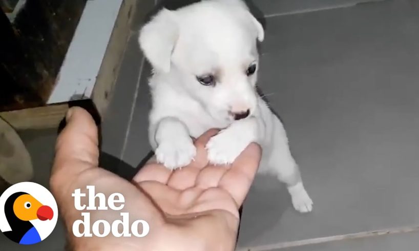 Puppy Left Outside Supermarket Is So Happy Someone Came Along | The Dodo